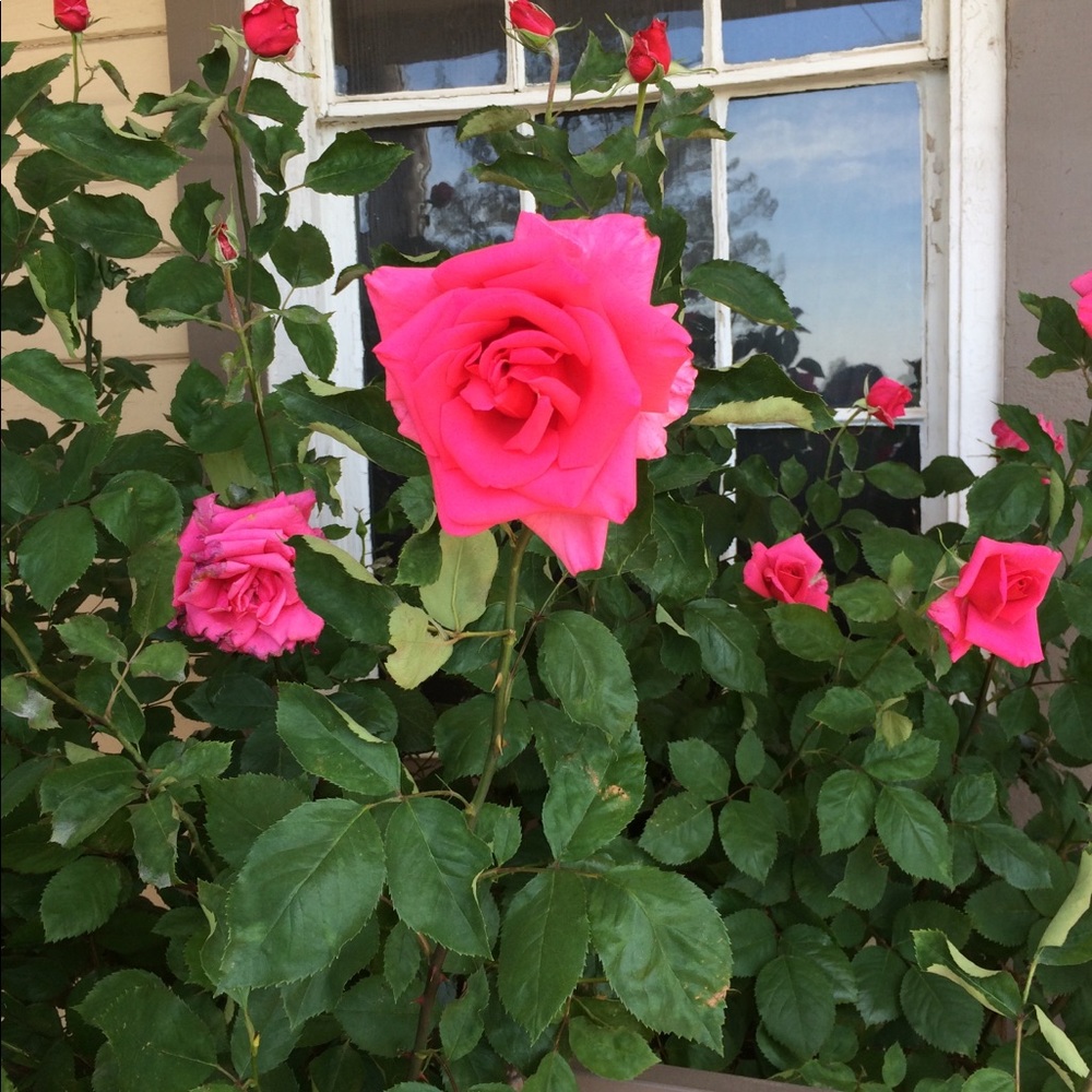 Meet your Posher, Juan